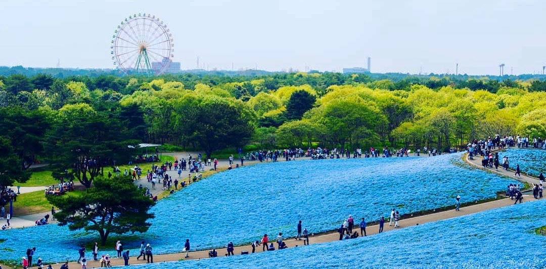 ひたち海浜公園　割引