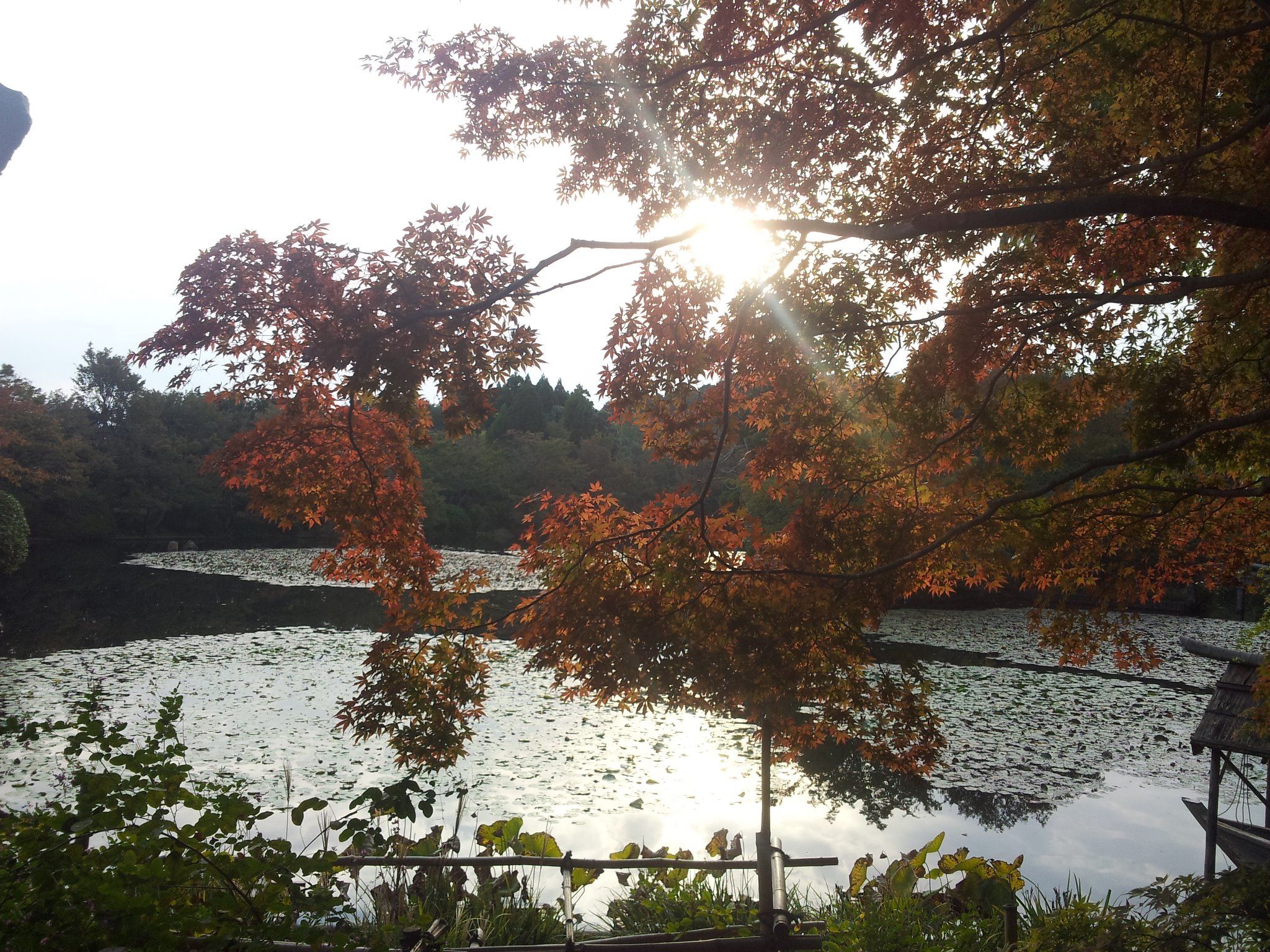 龍安寺　紅葉　混雑