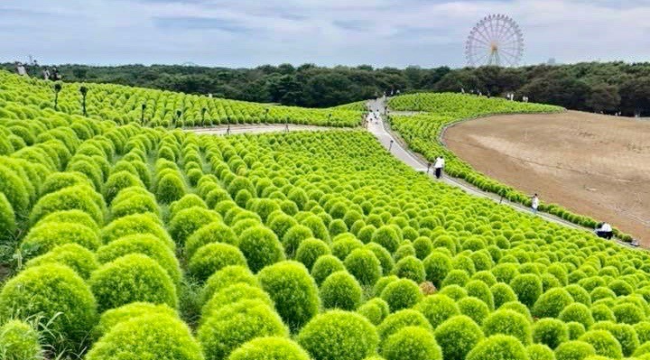 ひたち海浜公園　混雑