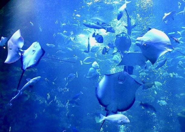 京都水族館　最安値