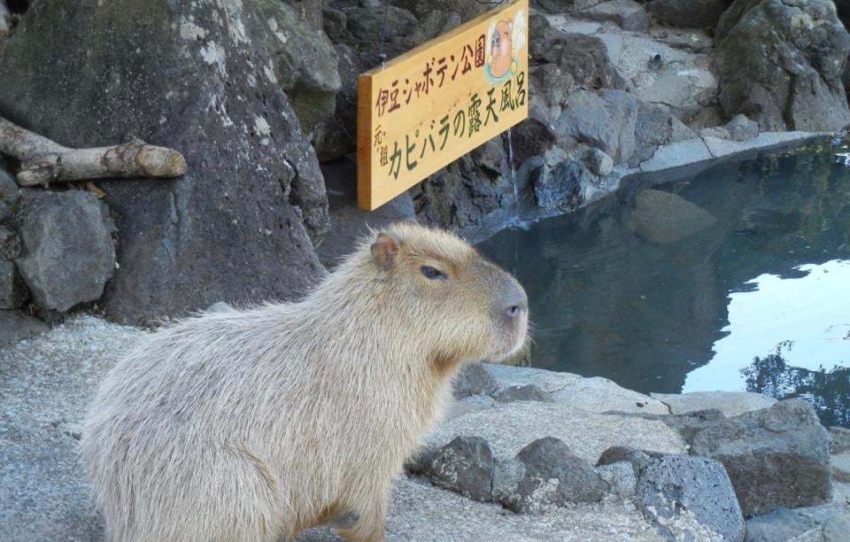 シャボテン動物公園　割引