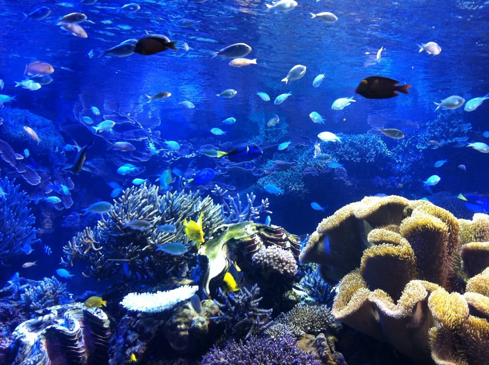 鳥羽水族館　混雑