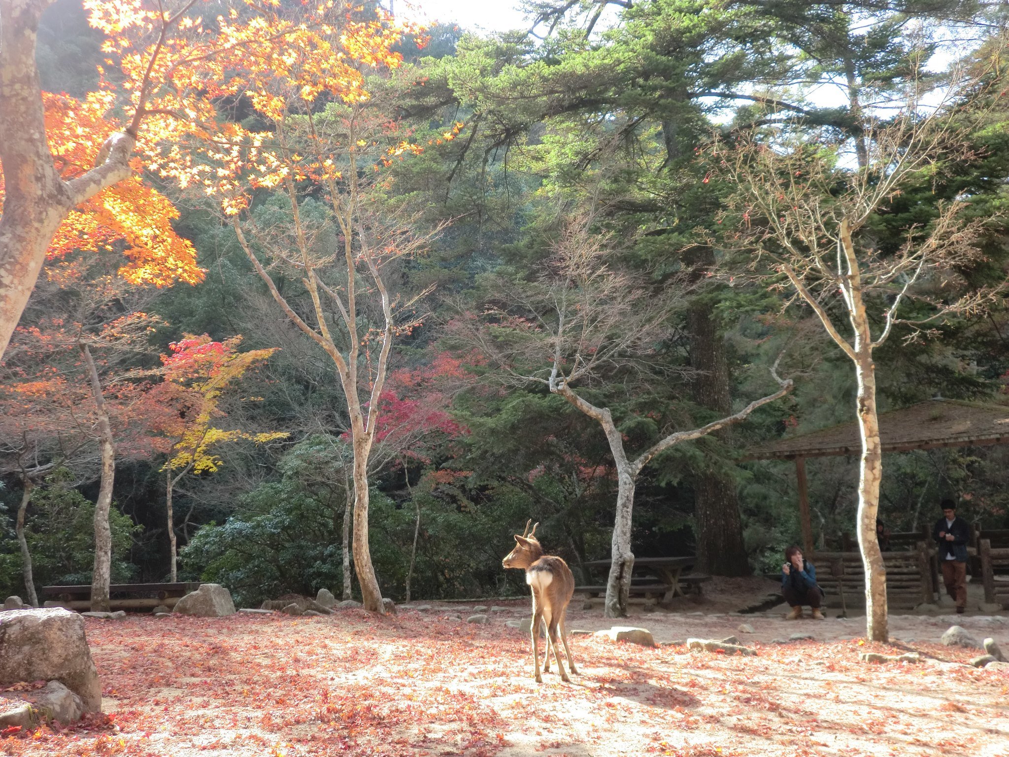 宮島　紅葉　混雑