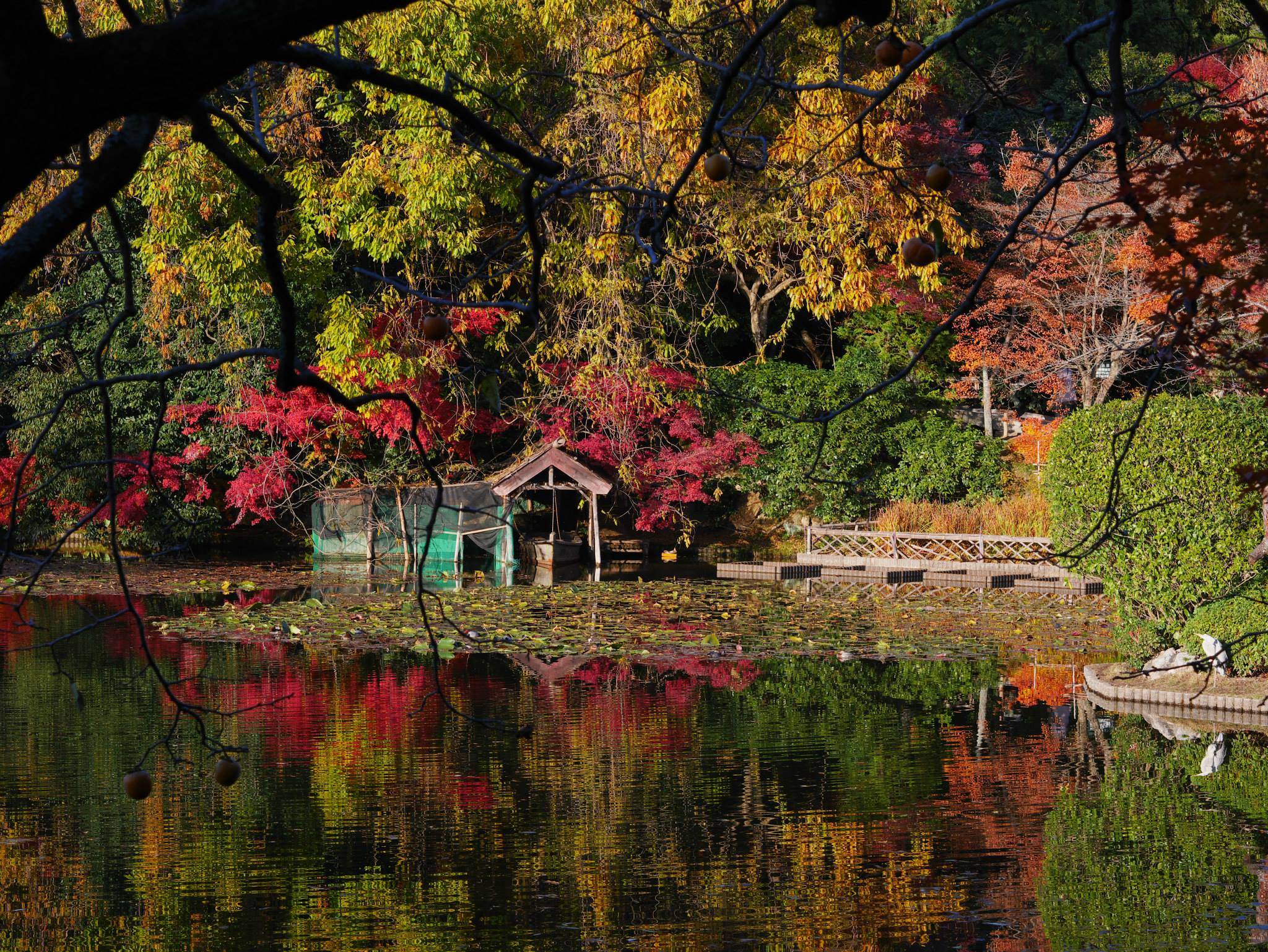 龍安寺　紅葉　混雑