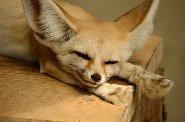 井の頭自然文化園　フェレット