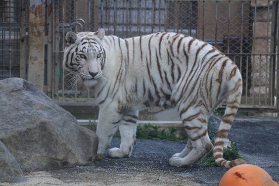 東武動物公園