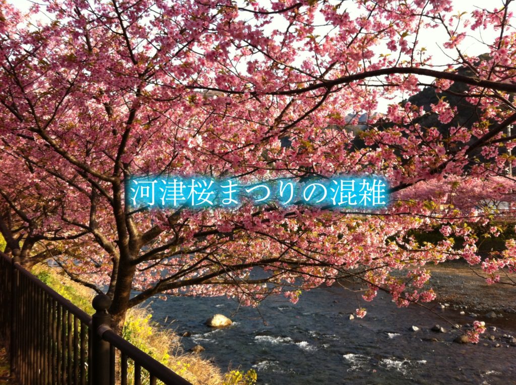 【河津桜まつり混雑状況予想2024】平日&時間攻略！電車と渋滞情報