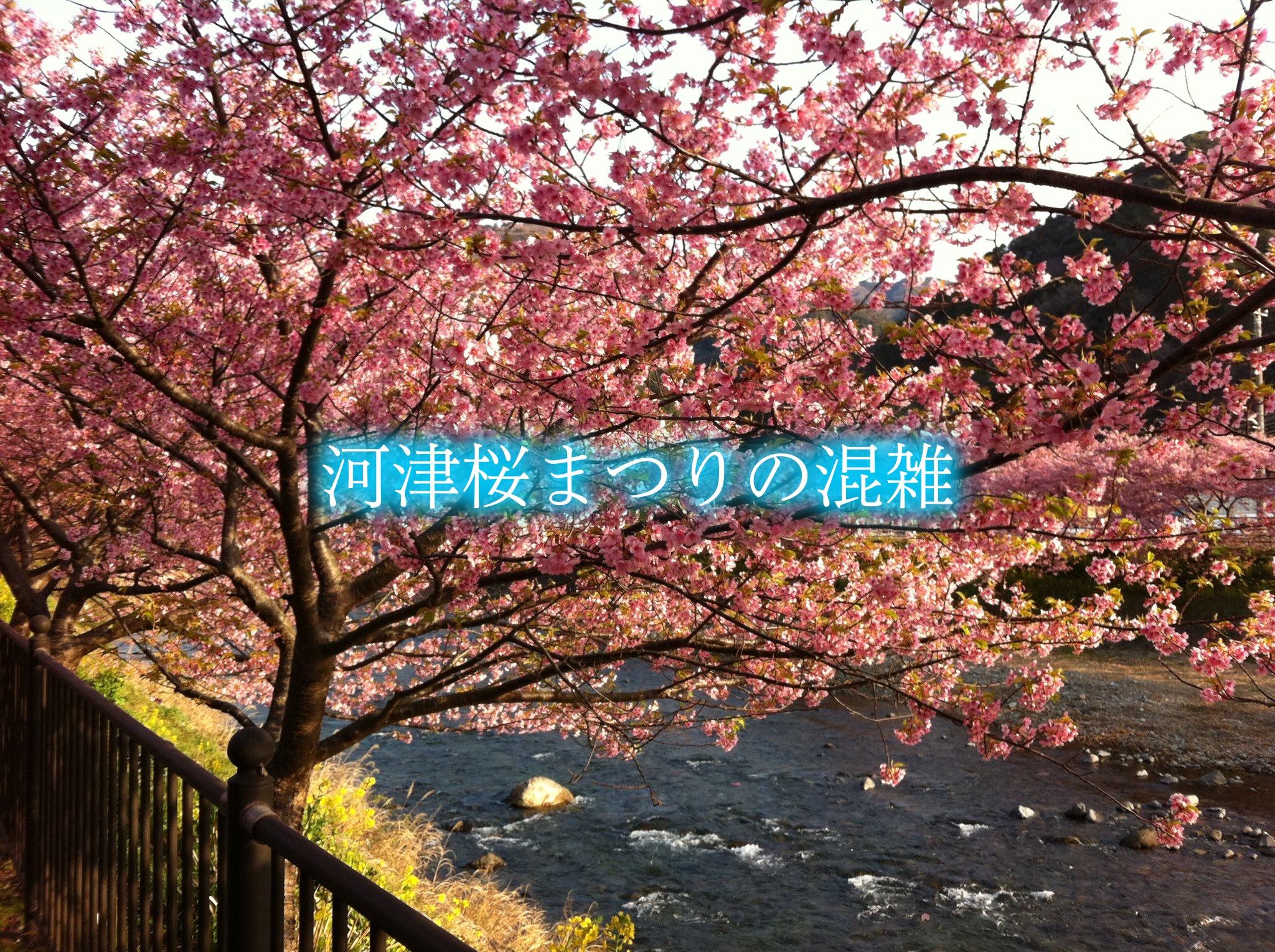 河津桜まつり