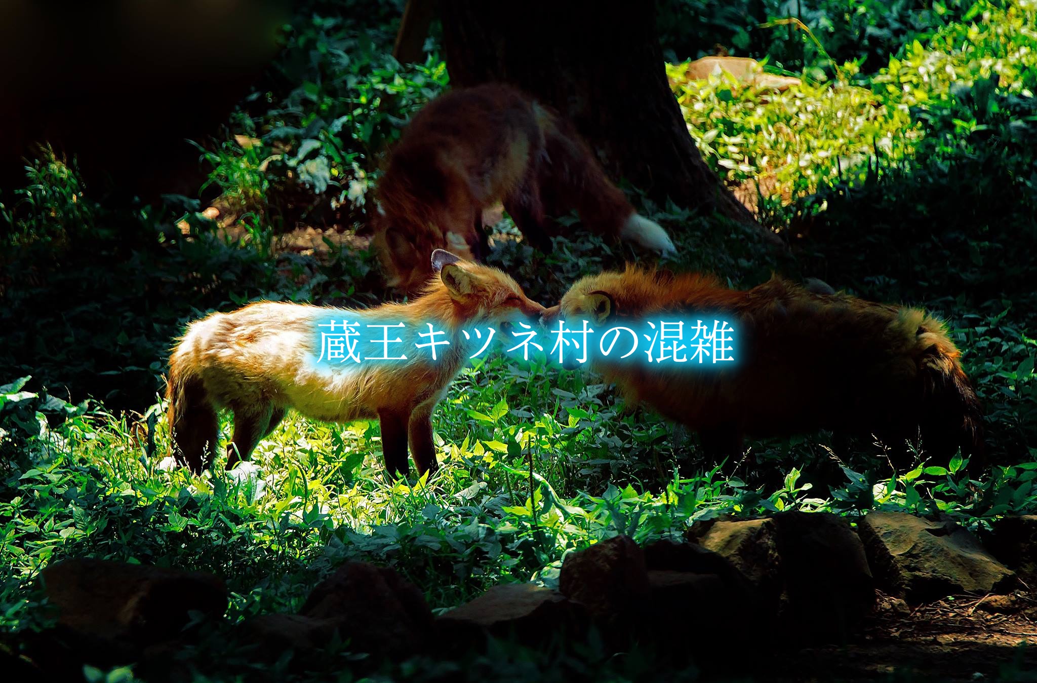 蔵王キツネ村