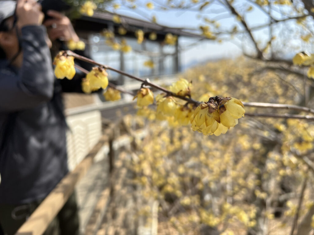 宝登山ロープウェイ