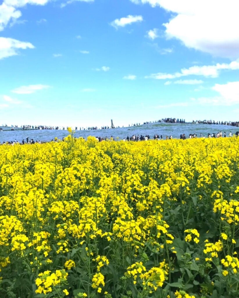 5月ゴールデンウィーク(gw)ひたち海浜公園混雑状況予想