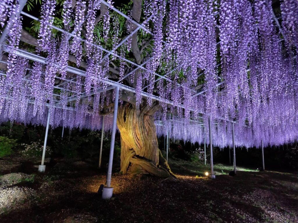 あしかがフラワーパークが空いている時期