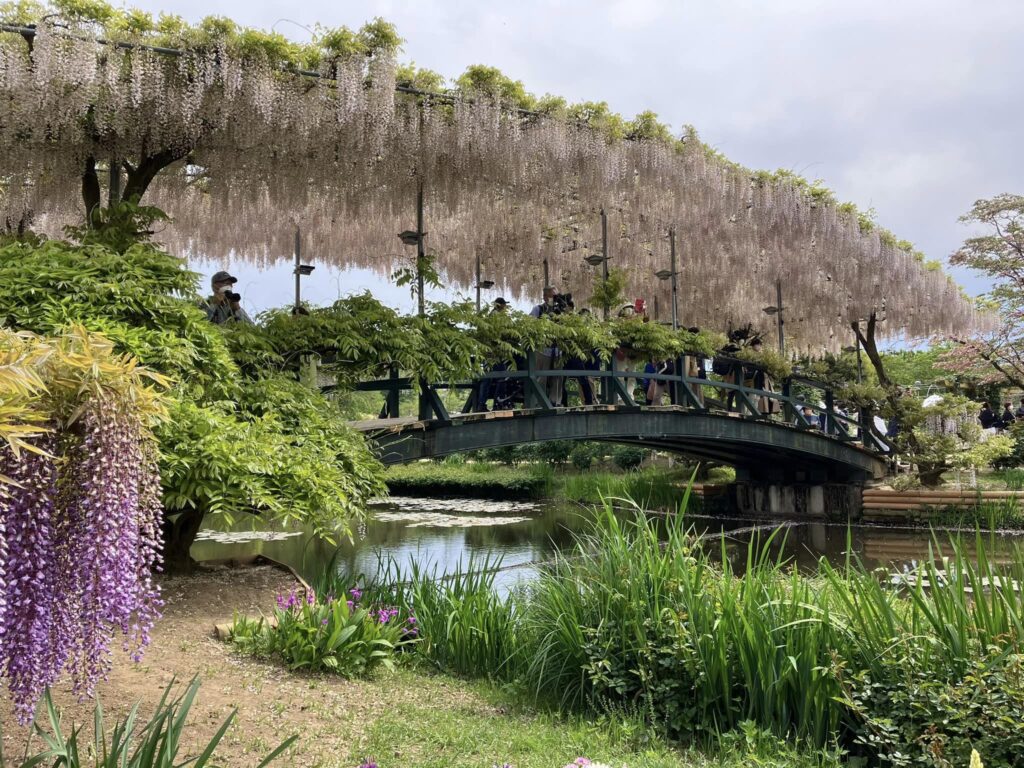 あしかがフラワーパークのチケット入園料