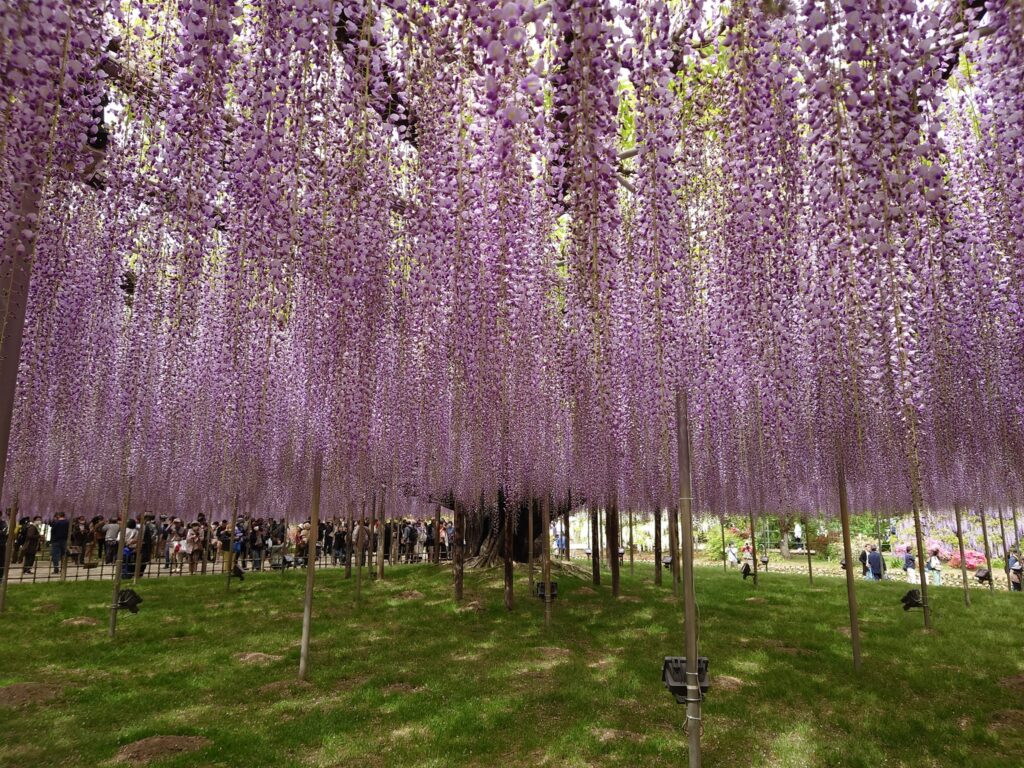 あしかがフラワーパークの雨天時