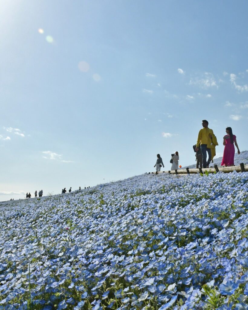 ひたち海浜公園が混んでいるコキアとネモフィラ見頃の時期