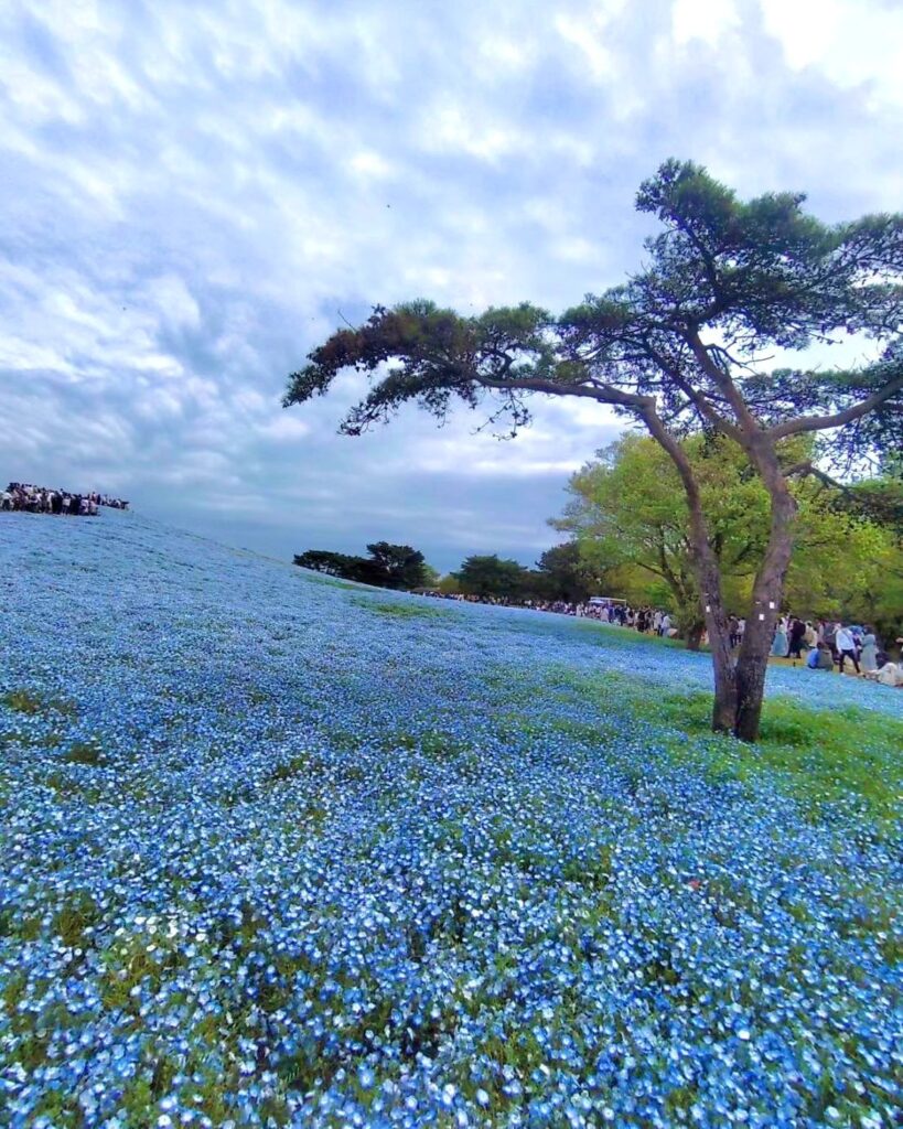 ひたち海浜公園が空いている時期