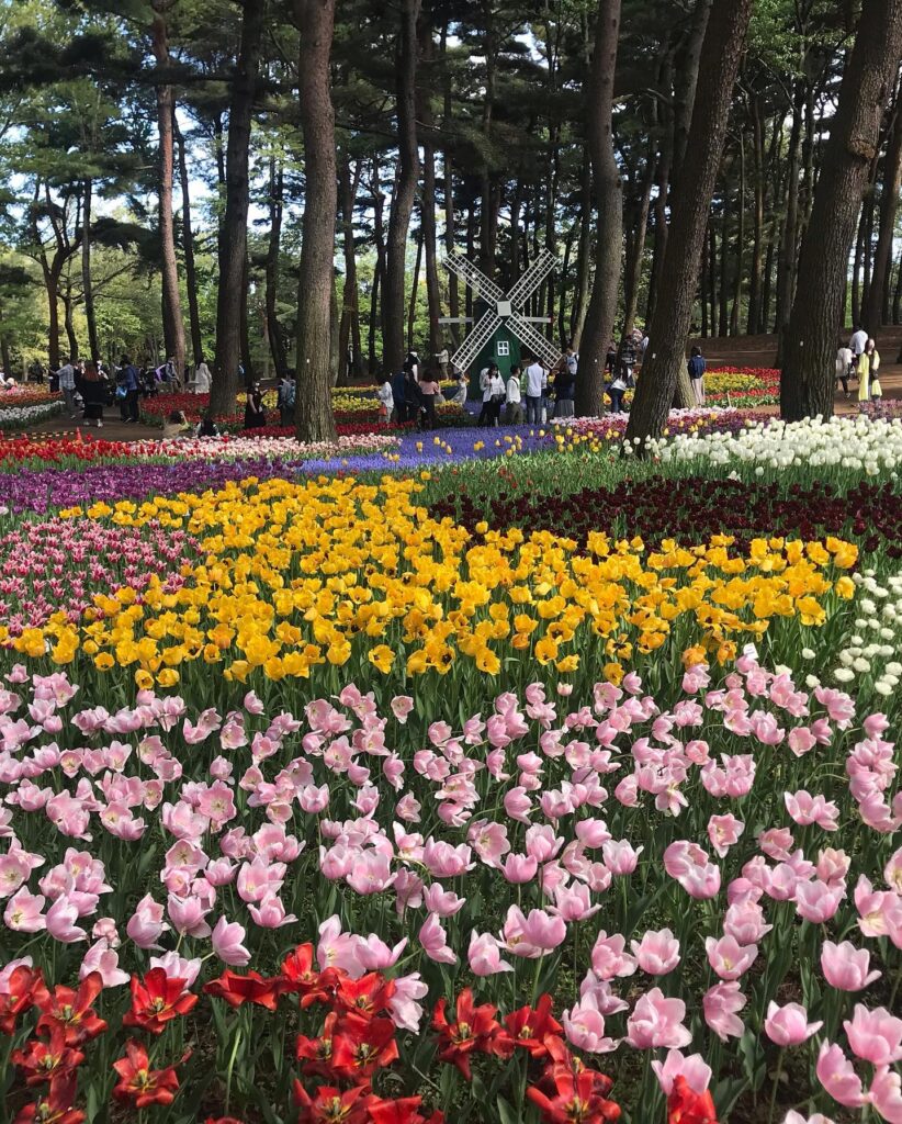 ひたち海浜公園の混雑を回避するなら平日若しくは小雨の日