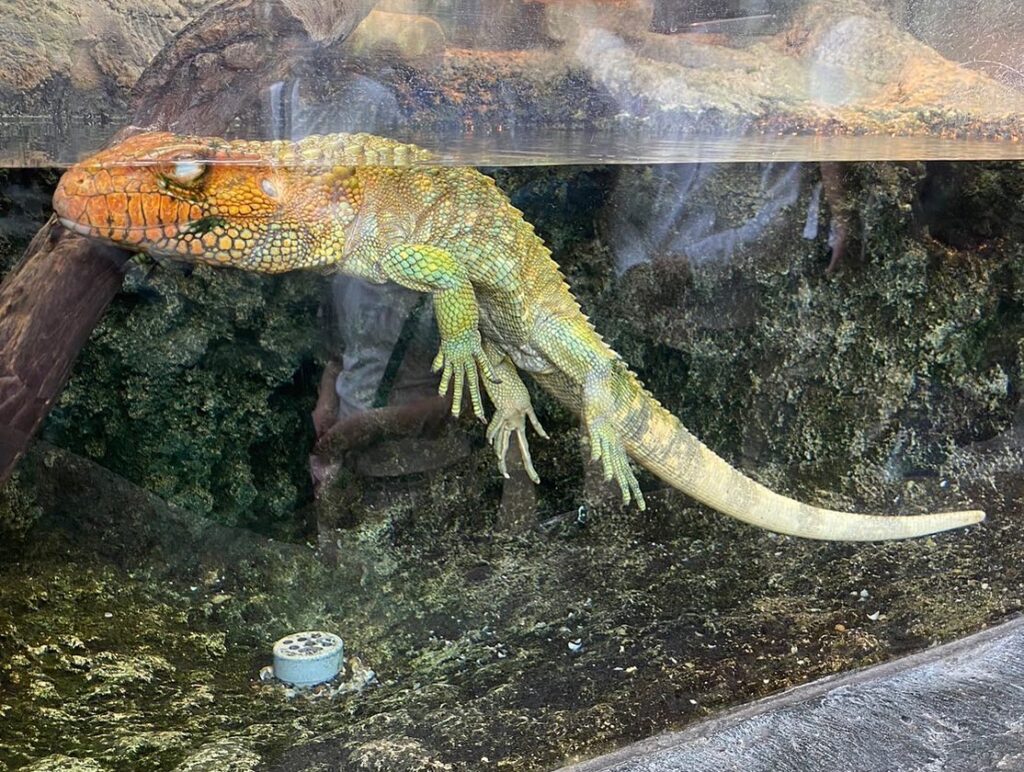 上野動物園1月(正月含む年末年始)2月の混雑状況予想