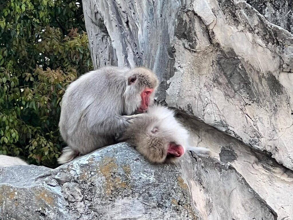 上野動物園が混雑している時間