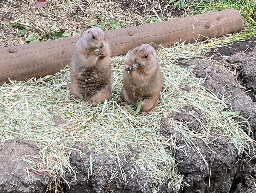 上野動物園の混雑を回避するなら梅雨シーズンの平日若しくは小雨の日.jpg