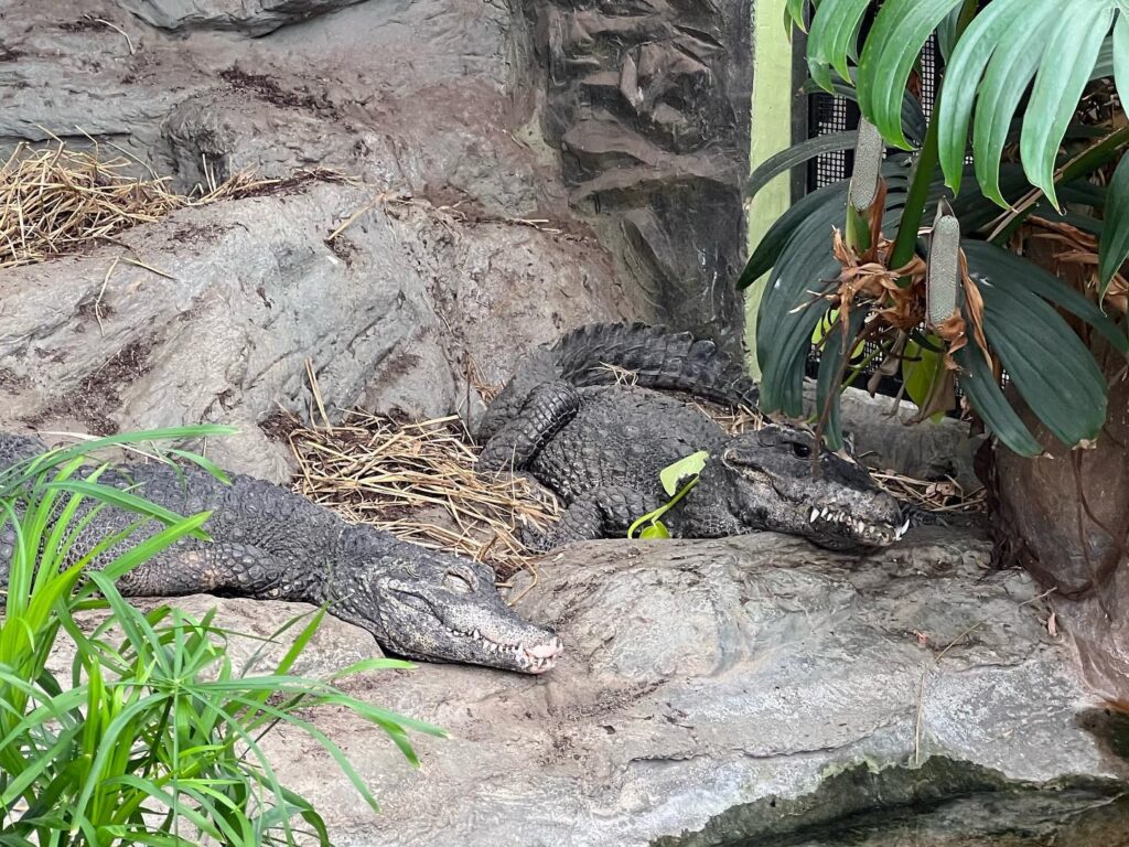 上野動物園の雨天時