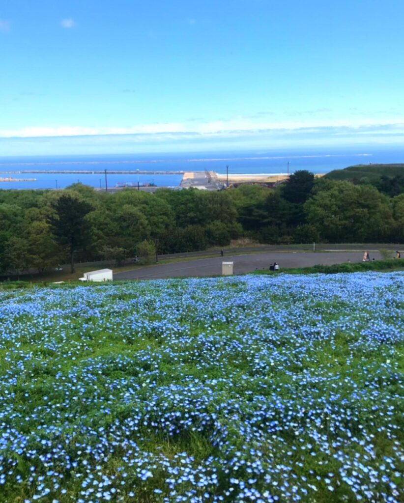 夏休み(7月中旬~8月・ひまわり)のひたち海浜公園混雑状況予想