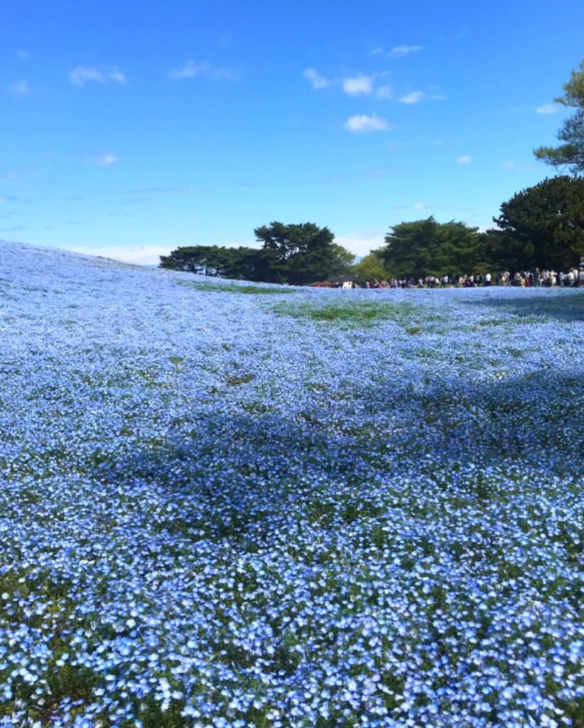 春休み及び4月のひたち海浜公園混雑状況予想