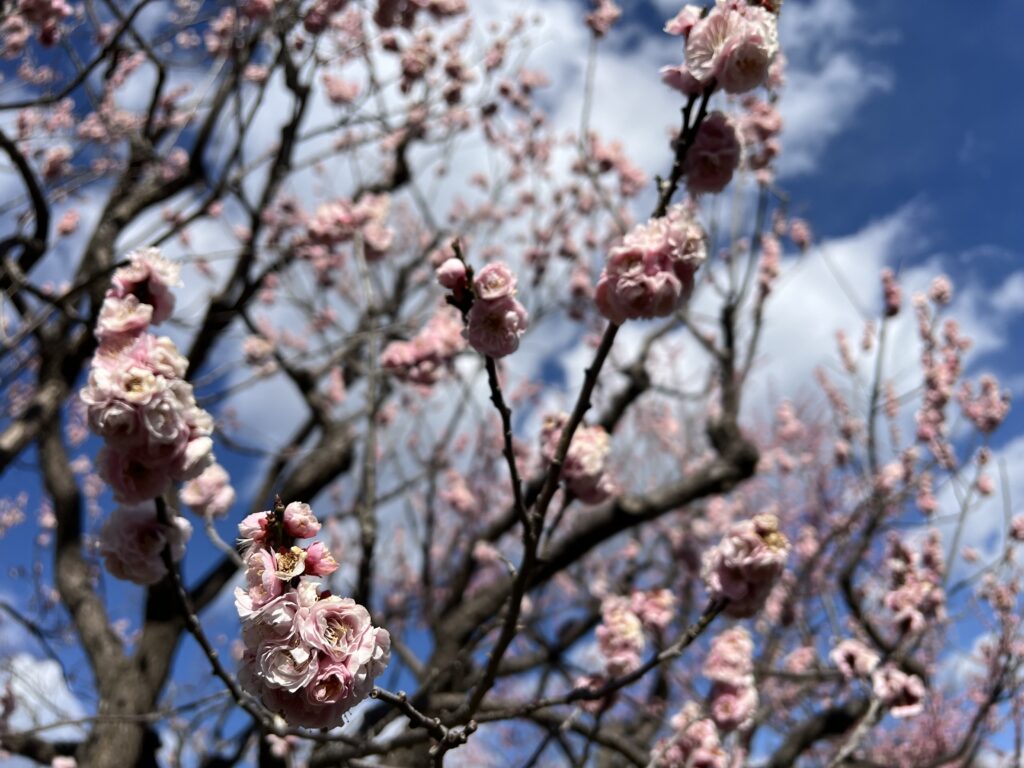 偕楽園の梅の見頃時期は2月下旬から3月下旬！梅の種類によって異なる